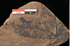 Foto (Detailansicht) von Xylomites liquidambaris Ettingshausen (NHMW-GEO-2024-0188-0055)